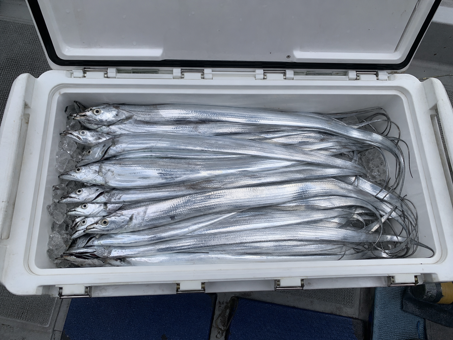 船タチウオで釣れたタチウオをクーラーボックスに入れた様子