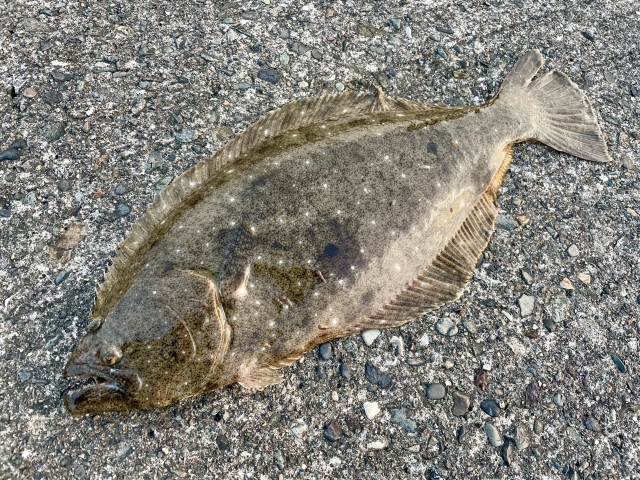シンキングペンシルで釣ったヒラメ