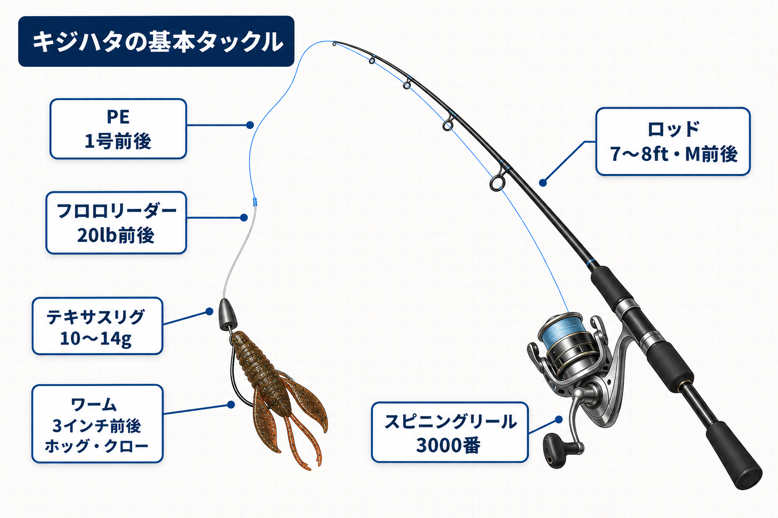 7〜8ftのロッド・3000番スピニングリール・PE1号前後・フロロリーダー20lb前後・10〜14gのテキサスリグ・3インチ前後のホッグ系ワームを示したキジハタの基本タックル図