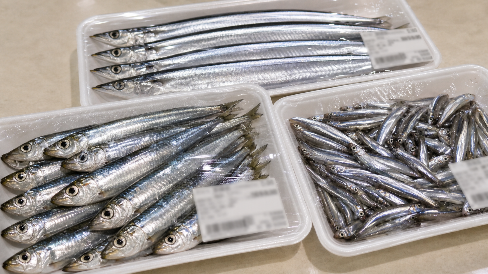 スーパーで買う太刀魚餌のイワシ・サンマ・キビナゴ