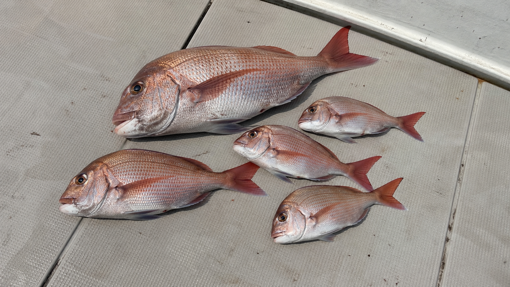 船のデッキに並べたサイズの異なる真鯛の釣果