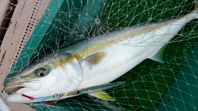 オフショアジギングで釣れたブリ