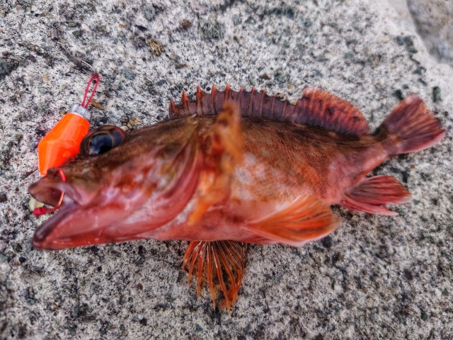 穴釣りで釣れたガシラ