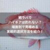 鯛ラバでハイギアは釣れない？場面別で見極める実戦的選択方法を紹介！