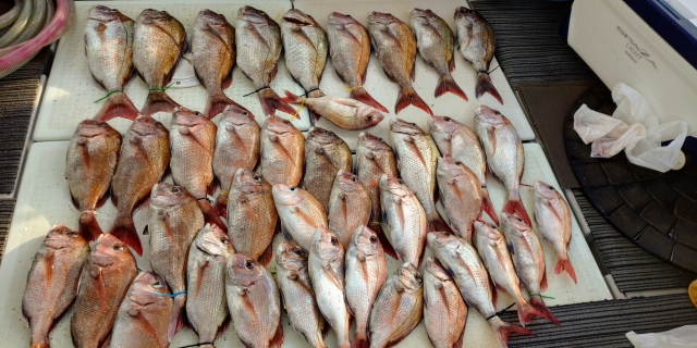 鯛サビキで釣れた鯛