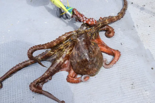 タコ釣り