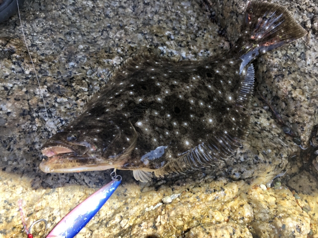 シンキングペンシルで釣ったヒラメ