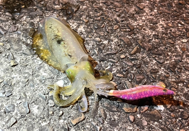 ケイムラカラーで釣ったアオリイカ