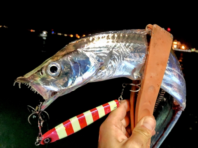ジギングで釣れたタチウオ