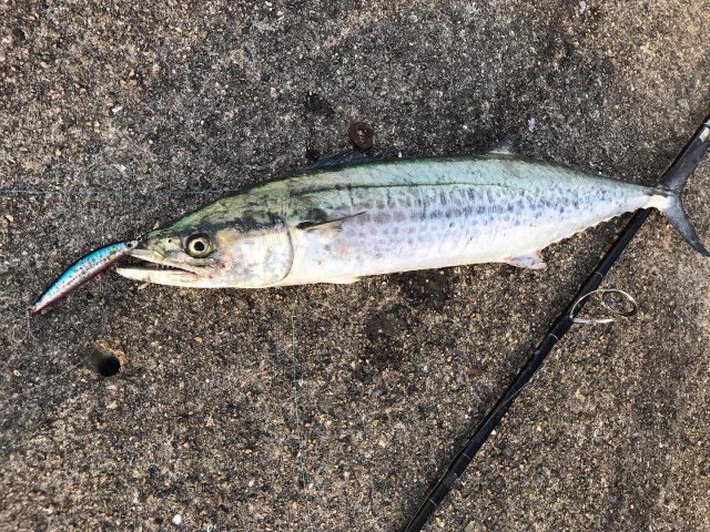 キャスティングで釣れたサワラ